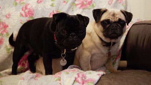 My Gay Dog and Other Animals Bild 1