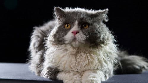 Die geheime Welt unserer Katzen Bild 3