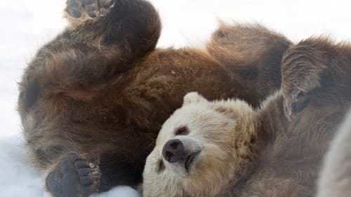 Winter of the Bear Bild 1