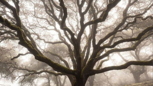 鹿男あをによし Bild 5