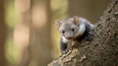 Das Dorf der wilden Tiere Bild 4