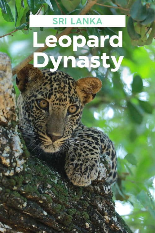 Sri Lankas Leoparden-Dynastie