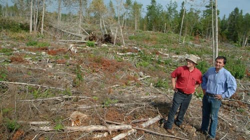 Forbidden Forest Bild 1