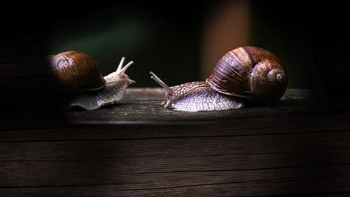 Secret World of Mollusks Bild 1