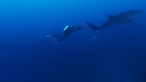 Shark Side of the Moon Bild 6