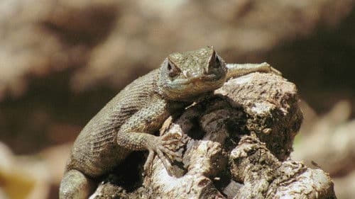 Cidadão Calango Bild 1