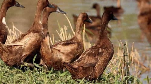 Thailand - Enten auf der Schulbank Bild 1