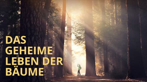 Das geheime Leben der Bäume Bild 7