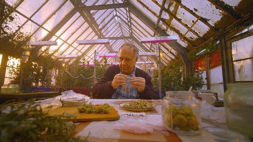 Старые шишки Bild 2