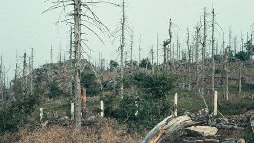 "Wer hat dich, du schöner Wald…" oder Wie ein Film verhindert wurde Bild 2