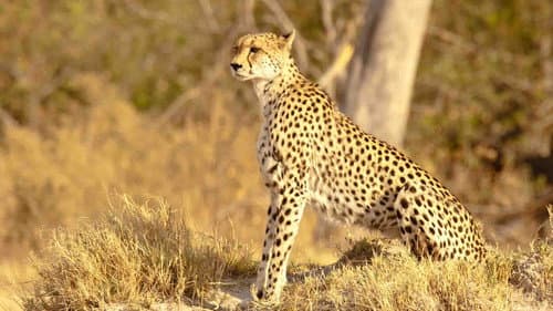 Serengeti Speed Queen Bild 5
