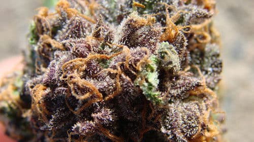 Cannabis: What's the Harm? Bild 1