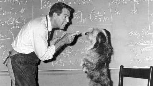 Der fliegende Pauker Bild 1