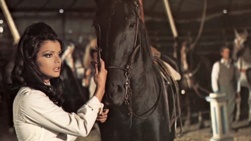 Black Beauty Bild 1