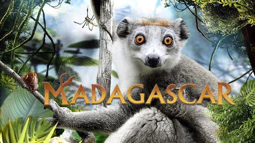 Madagascar 3D Bild 2