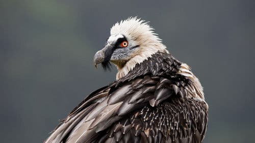 Le Plus Beau Pays du monde : Le Sanctuaire Bild 2