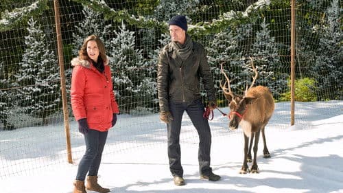 Im Norden strahlt der Weihnachtsstern Bild 2