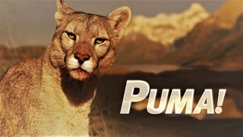 Puma! Bild 1