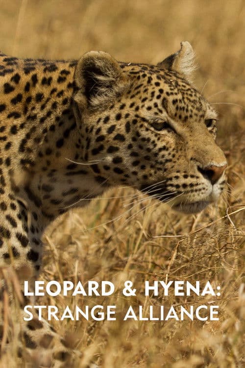 Leopard und Hyäne: Ein tödlicher Pakt