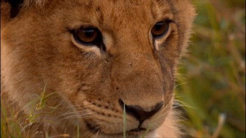 Das perfekte Löwen-Rudel Bild 3