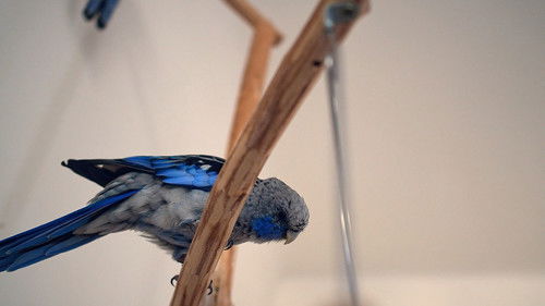 Dobrák od kostky Bild 2