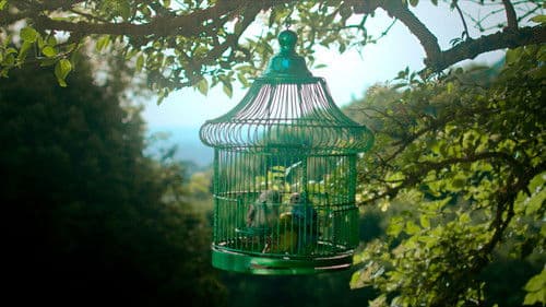 Vinguin les feres Bild 2