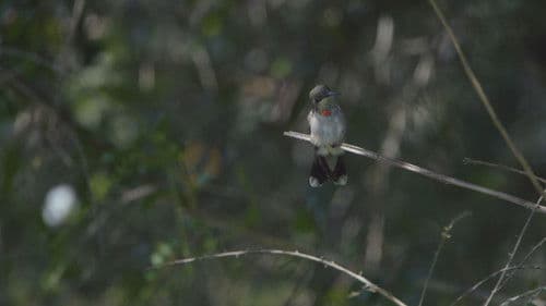 Vogelliebhaber Bild 2