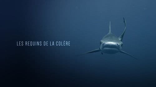 Les Requins de la Colère Bild 1