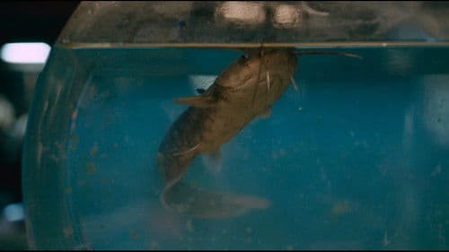 アメガラス Bild 1