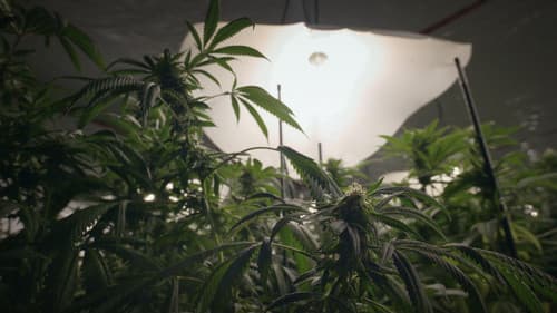 Cannabis illégal Bild 8