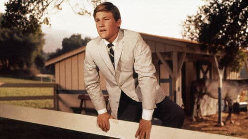 Der Hengst im grauen Flanellanzug Bild 6