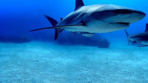 Superkräfte der Haie Bild 3