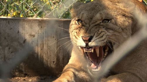 The Elephant in the Living Room Bild 1