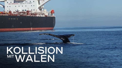 Kollision mit Walen - Der tödliche Schiffsverkehr Bild 2