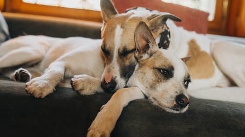 Gump – jsme dvojka Bild 1