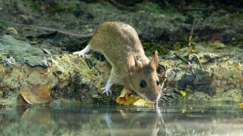 Die Eiche - Mein Zuhause Bild 7