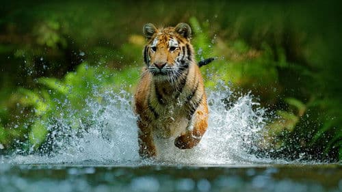 Wildes Russland Bild 2