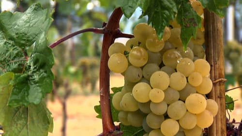 Gvinis Akvani Bild 1