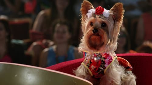 Wuff Star: Rund um die Welt Bild 2