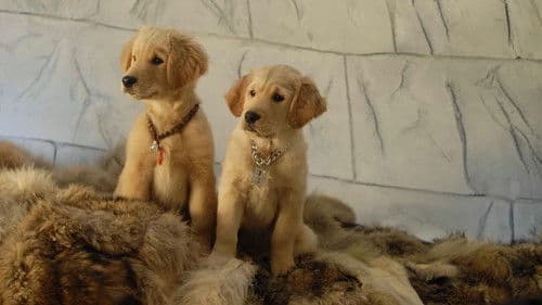 Snow Buddies - Abenteuer in Alaska Bild 7