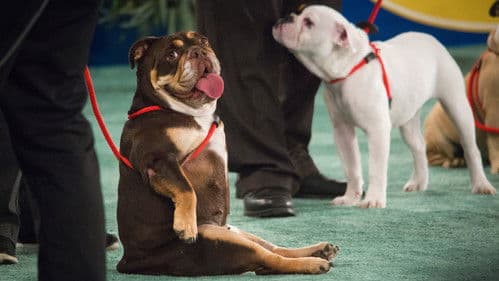 The 2018 American Rescue Dog Show Bild 1