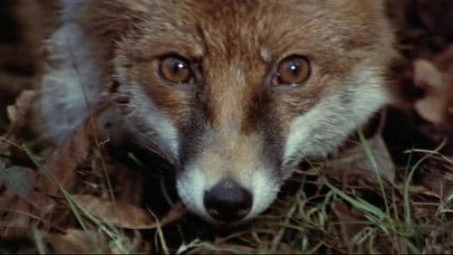 Keine Gnade für den Fuchs Bild 2