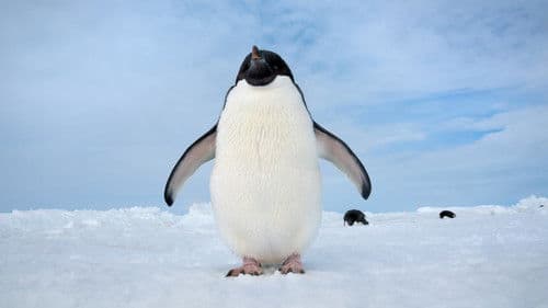 Pinguine Bild 6