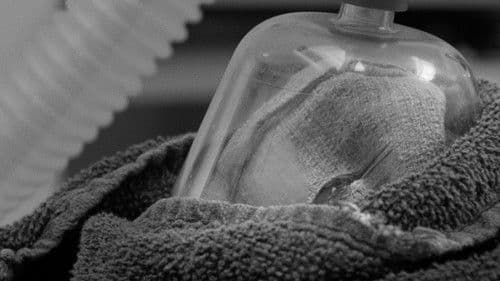 American Wildlife Bild 1