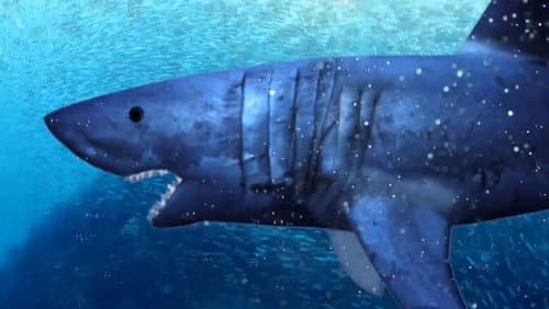 Shark Encounters of the Third Kind Bild 2