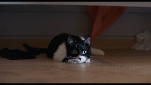 J'ai tué votre chat Bild 2