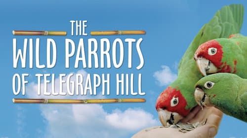 The Wild Parrots of Telegraph Hill Bild 7