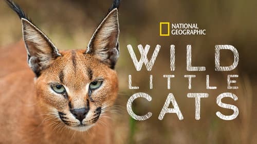 Wild Little Cats Bild 7
