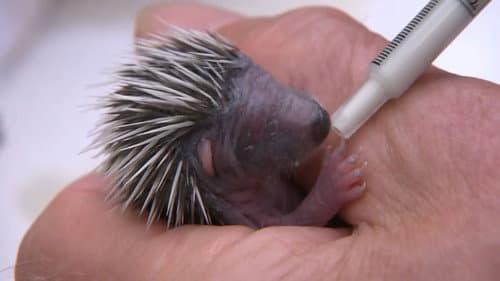 Year of the Hedgehog Bild 2