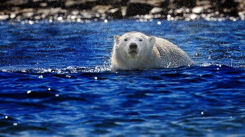 Königreich der Eisbären Bild 8